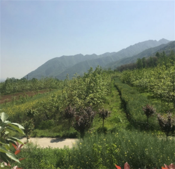 西安九龍山墓園風水