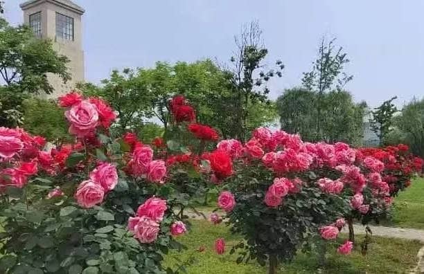 奉正塬公墓清明節提供哪些文明祭掃方式？