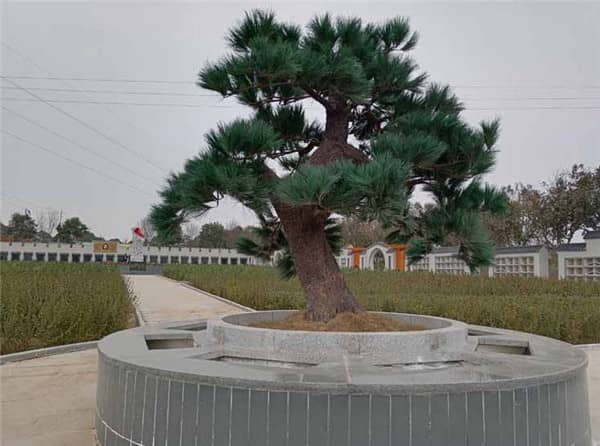 西安漢皇樹葬墓園的墓區提供免費祭掃嗎