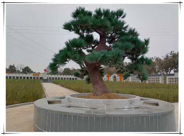 西安漢皇樹(shù)葬園合理地安葬逝者,并盡量節(jié)約土地資源