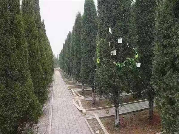 西安閻良漢皇樹葬墓園是什么樣的墓園，有哪些特色？