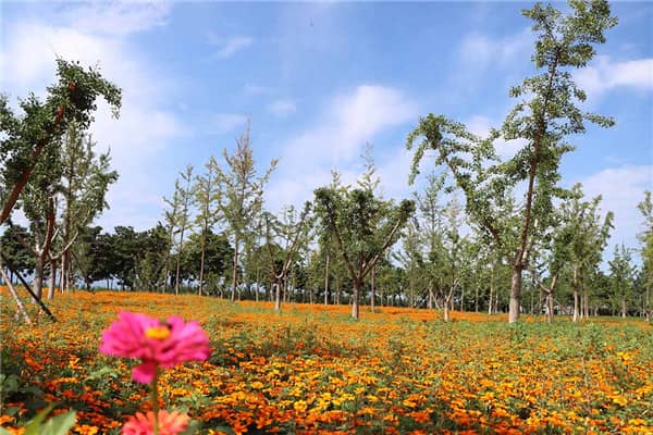 西安壽陽山墓園是否接受港、澳、臺(tái)胞的骨灰安葬？