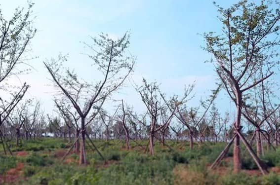 西安壽陽(yáng)山墓園的具體位置在哪里?其建立背景如何?