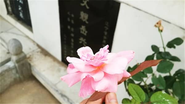 西安壽陽山墓園的安葬流程是怎樣的?有哪些關(guān)鍵環(huán)節(jié)需要注意?