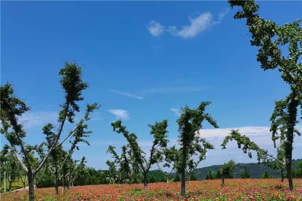 壽陽山公墓的具體位置在哪里?其地理環(huán)境有何特色?