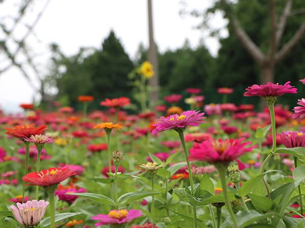 西安壽陽山墓園如何體現節地生態葬的理念,并在此基礎上實現生命的永恒與自然和諧?