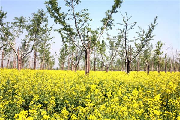 西安長(zhǎng)安區(qū)壽陽(yáng)山墓園售價(jià)，選擇我們