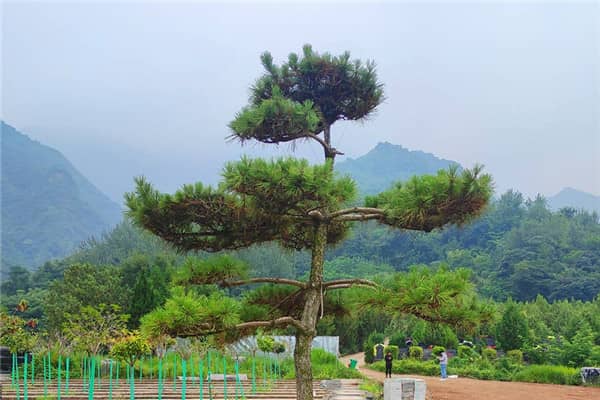在選擇西安九龍山公墓的立碑葬式時,家屬應該考慮哪些因素?