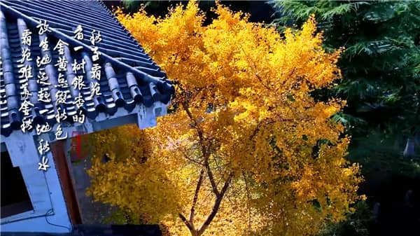 西安霸陵墓園墓型大全:傳統(tǒng)/藝術(shù)/生態(tài)墓型深度解析