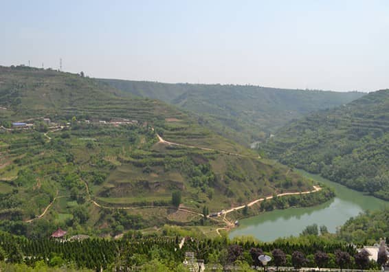 祖墳栽樹(shù)的合適距離與種植建議