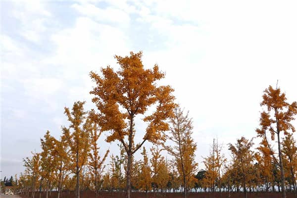 西安鳳凰嶺公墓:依山傍古墓,承接歷史脈氣的安息之地