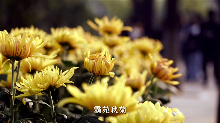 西安墓地價格與分布解析 | 各區(qū)代表性墓地推薦