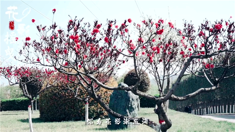 已故老人周年祭奠可以提前嗎？時間安排與注意事項詳解