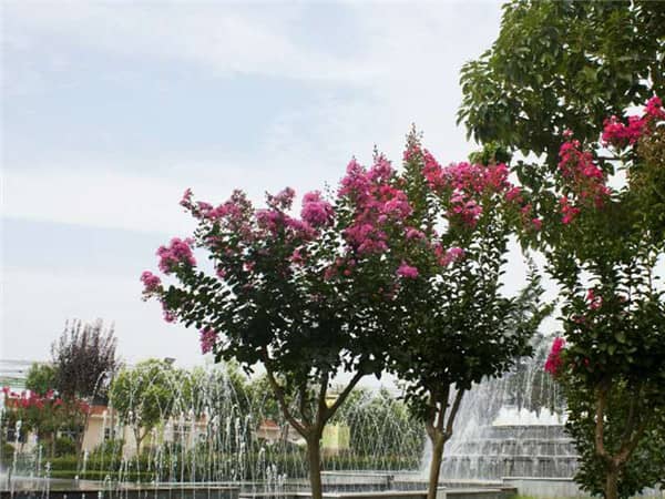 花壇葬價格是否更實惠?養護費用包含情況詳解