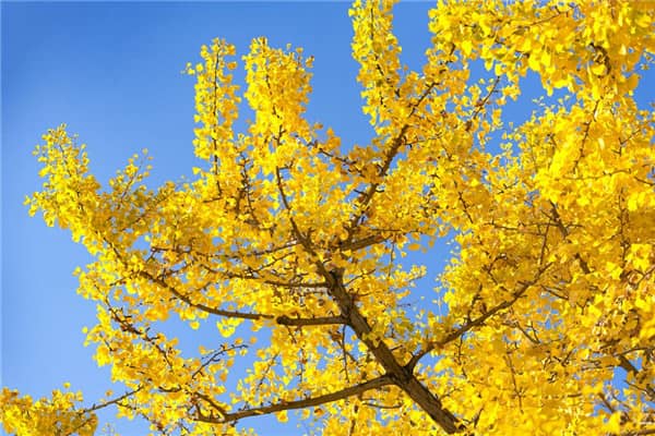西安墓地管幾年,永久紀念的紀念碑